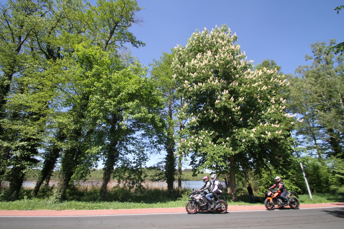 Zwei Motorräder auf einer Allee unter blühenden Kastanien Zwei Motorräder auf einer Allee unter blühenden Kastanien